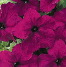 Image result for Petunia hybrida