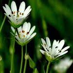 Attēlu rezultāti vaicājumam “Stellaria palustris leaf”