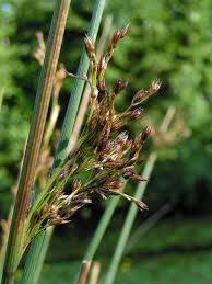 Attēlu rezultāti vaicājumam “Juncus inflexus bud”