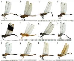 Attēlu rezultāti vaicājumam “Odonata”