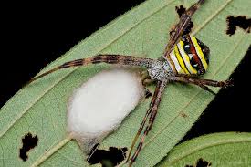 Image result for st andrews cross spider
