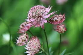 Attēlu rezultāti vaicājumam “Astrantia major flower”
