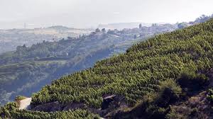 Image result for rôtie