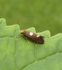 Attēlu rezultāti vaicājumam “Incurvaria oehlmanniella”