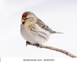 Attēlu rezultāti vaicājumam “Carduelis flammea female”