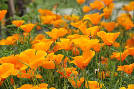 Attēlu rezultāti vaicājumam “Eschscholzia californica flower”