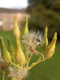 Attēlu rezultāti vaicājumam “Lactuca sativa flower”