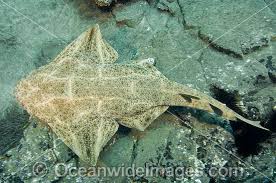 Image result for Squatina squatina