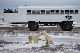 Image result for tundra buggy