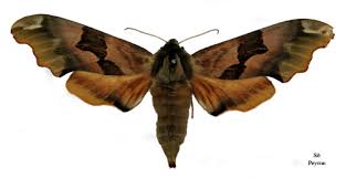 Attēlu rezultāti vaicājumam “Mimas tiliae”