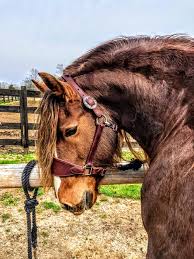 Image result for chestnut friesian