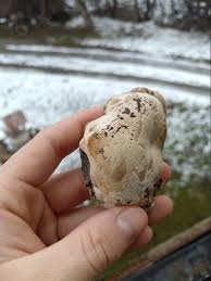 Attēlu rezultāti vaicājumam “Phellinus ferruginosus”