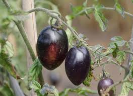 Afbeeldingsresultaat voor debarro black tomato