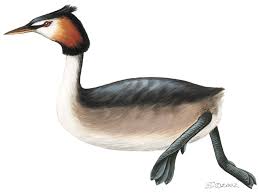 Attēlu rezultāti vaicājumam “Podiceps cristatus”