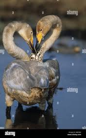 Attēlu rezultāti vaicājumam “Cygnus cygnus juvenile”
