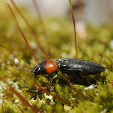 Attēlu rezultāti vaicājumam “Cardiophorus ruficollis”