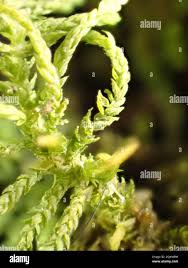 Attēlu rezultāti vaicājumam “Leskea polycarpa macro”