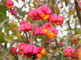 Attēlu rezultāti vaicājumam “Euonymus europaeus flower”