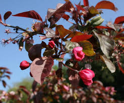 Attēlu rezultāti vaicājumam “Malus purpurea flower”