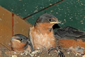 Attēlu rezultāti vaicājumam “Hirundo rustica nest”
