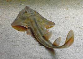 Image result for Rhinobatos rhinobatos