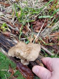 Attēlu rezultāti vaicājumam “Polyporus tubaeformis”