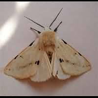 Attēlu rezultāti vaicājumam “Spilosoma lutea imago”