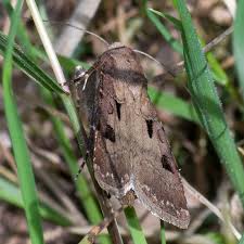 Attēlu rezultāti vaicājumam “Agrotis exclamationis”