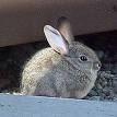 220px-Sylivilagus_audubonii_ ...