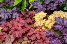 Image result for Heuchera Metallica