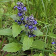 Attēlu rezultāti vaicājumam “Ajuga genevensis”