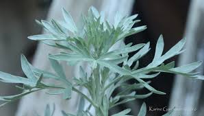 Attēlu rezultāti vaicājumam “Artemisia absinthium leaf”