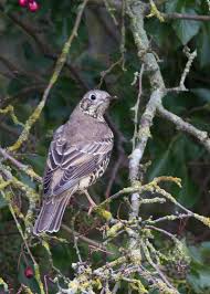 Attēlu rezultāti vaicājumam “Turdus viscivorus”