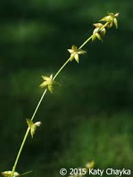 Attēlu rezultāti vaicājumam “Carex hirta female flower”