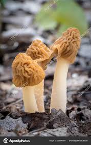 Attēlu rezultāti vaicājumam “Verpa bohemica”