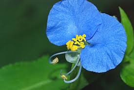 Attēlu rezultāti vaicājumam “Commelinaceae”