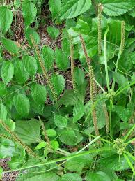Attēlu rezultāti vaicājumam “Plantago major subsp. intermedia”