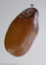 Attēlu rezultāti vaicājumam “Acinos arvensis leaf”