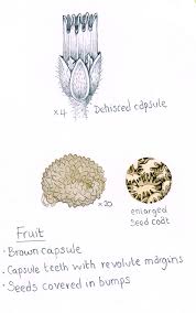 Attēlu rezultāti vaicājumam “Cerastium holosteoides fruit”