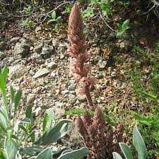 Attēlu rezultāti vaicājumam “Orobanche elatior bud”