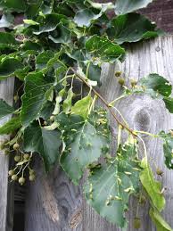 Attēlu rezultāti vaicājumam “Acalitus longisetosus”