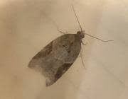 Attēlu rezultāti vaicājumam “Acleris laterana”