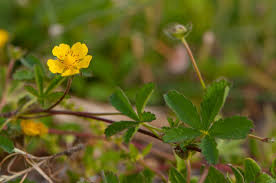 Attēlu rezultāti vaicājumam “Potentilla reptans flower”