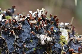 Attēlu rezultāti vaicājumam “Peltigera praetextata”