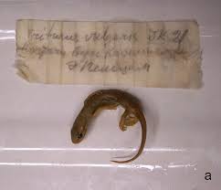 Attēlu rezultāti vaicājumam “Triturus vulgaris”