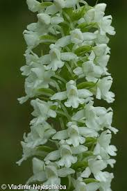 Attēlu rezultāti vaicājumam “Gymnadenia conopsea leaf”