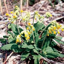 Attēlu rezultāti vaicājumam “Primula veris flower”