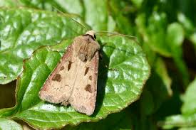 Attēlu rezultāti vaicājumam “Agrotis exclamationis”