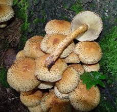 Attēlu rezultāti vaicājumam “Pholiota squarrosa”