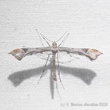 Attēlu rezultāti vaicājumam “Platyptilia gonodactyla”